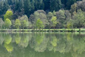 Forest in spring with river neckar, Zwingenberg, River Neckar, Neckar Odenwald District, Baden-Württemberg, Germany Forest in spring with river neckar, Zwingenberg, River Neckar, Neckar Odenwald District, Baden-Württemberg, Germany